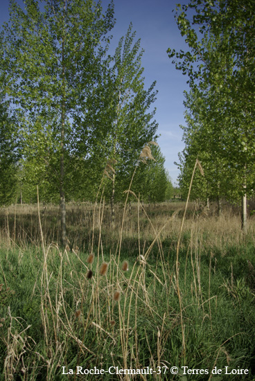 033-SG104644