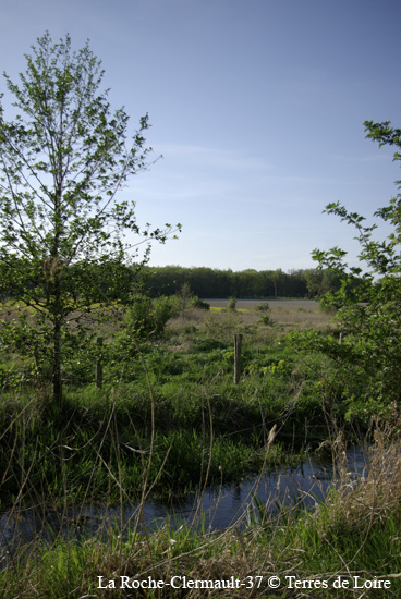 036-SG104650