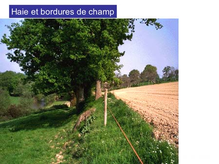 Slide0018