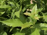 4c-0067-SH101218