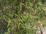 4c-0096-SH101214