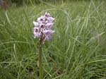 4c-0084-DSCN0996
