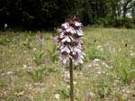 4c-0086-DSCN1003
