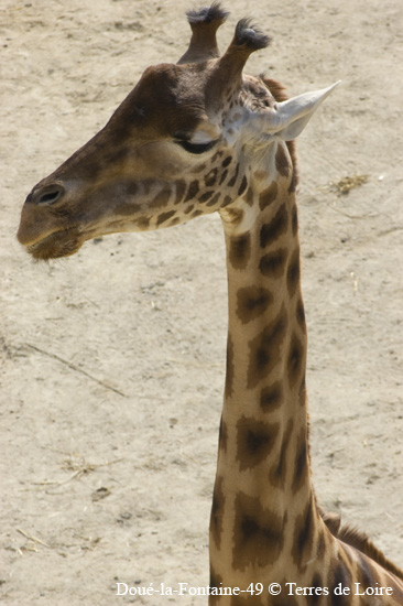 45-DSC_0019