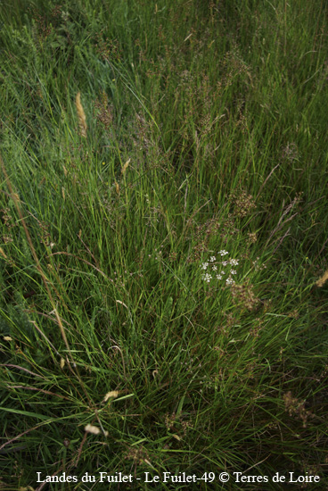 066-SG100365