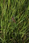076-SG100379