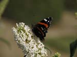 102-IMG_3070
