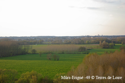 efcSG107524
