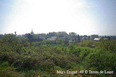 SG109386