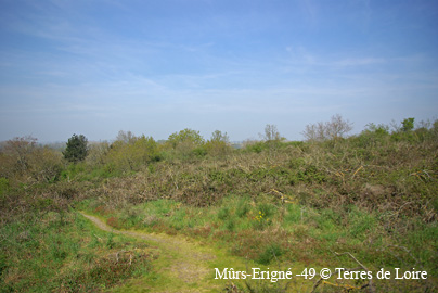 SG109394