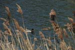 106-DSC_4227