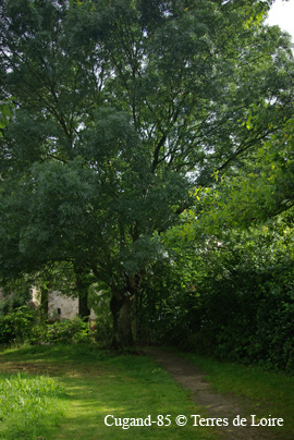 bkSG106981