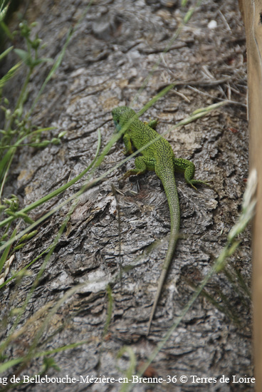 129-DSC_0417