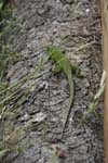 129-DSC_0417
