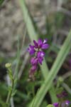 178-DSC_0524